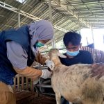 Jelang Idul Adha 1444 H, Dompet Dhuafa Lampung Lakukan Vaksinasi Pastikan Kesehatan Hewan Kurban